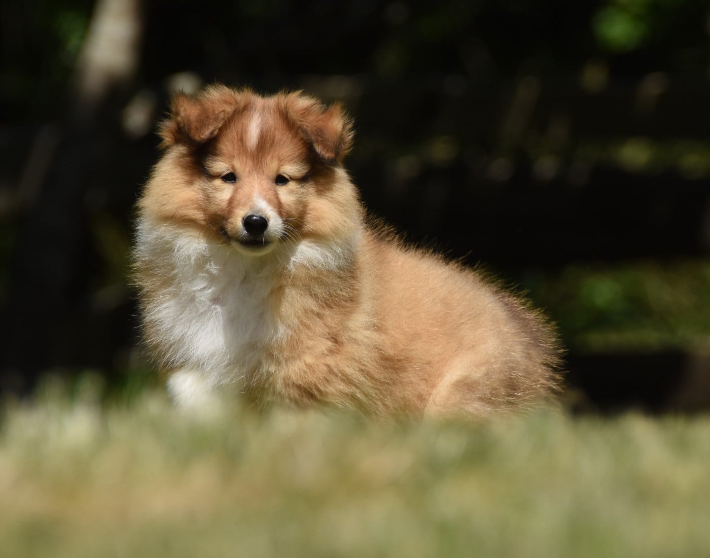 Shetland Sheepdog - des Collines de Sagne