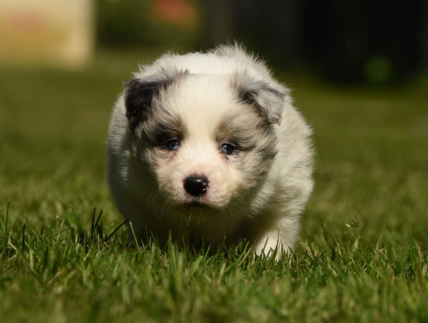 Border Collie - des Collines de Sagne