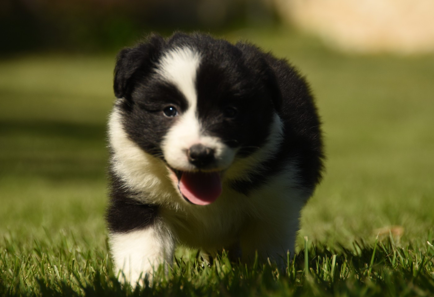 Border Collie - des Collines de Sagne