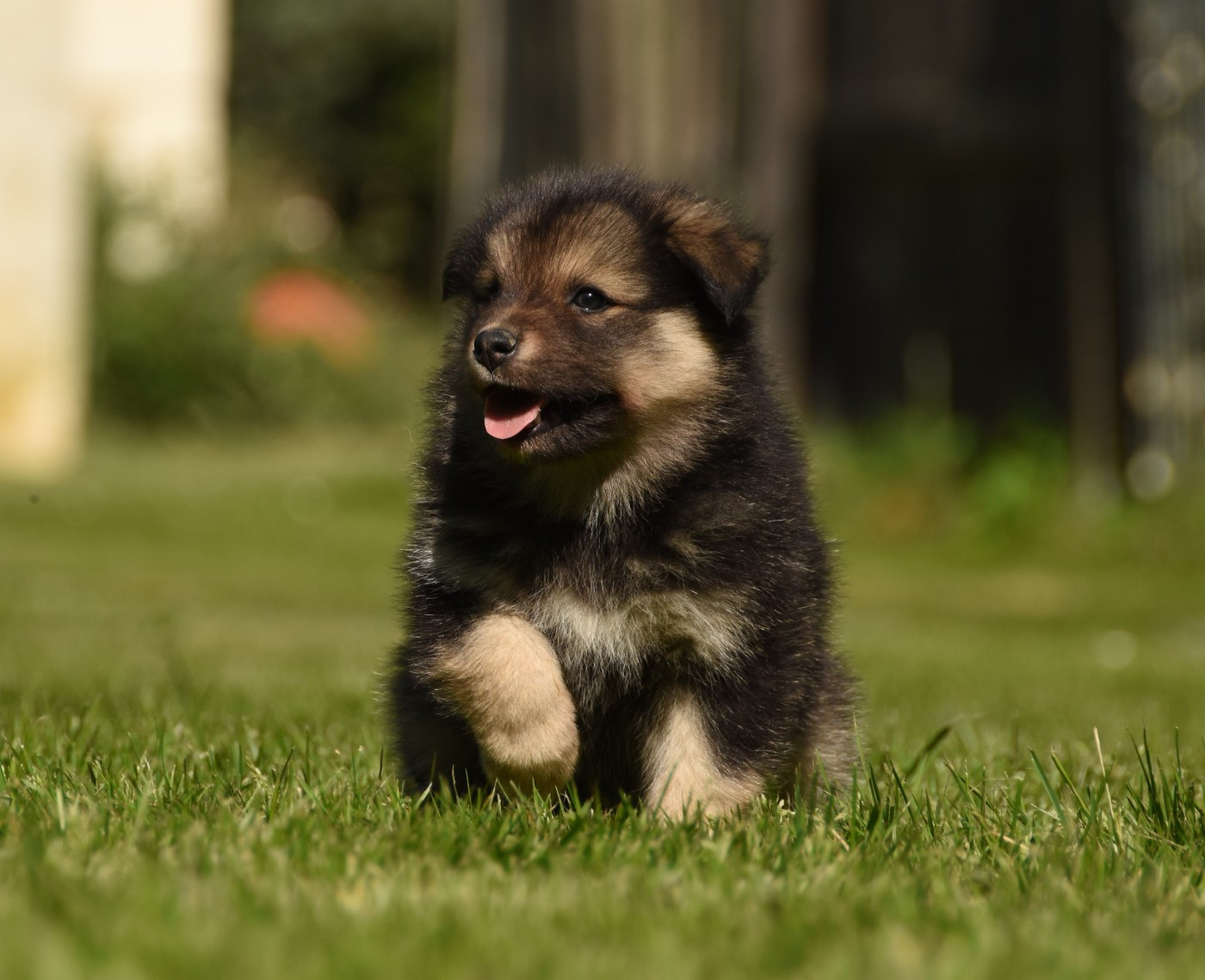 Chien finnois de Laponie - des Collines de Sagne