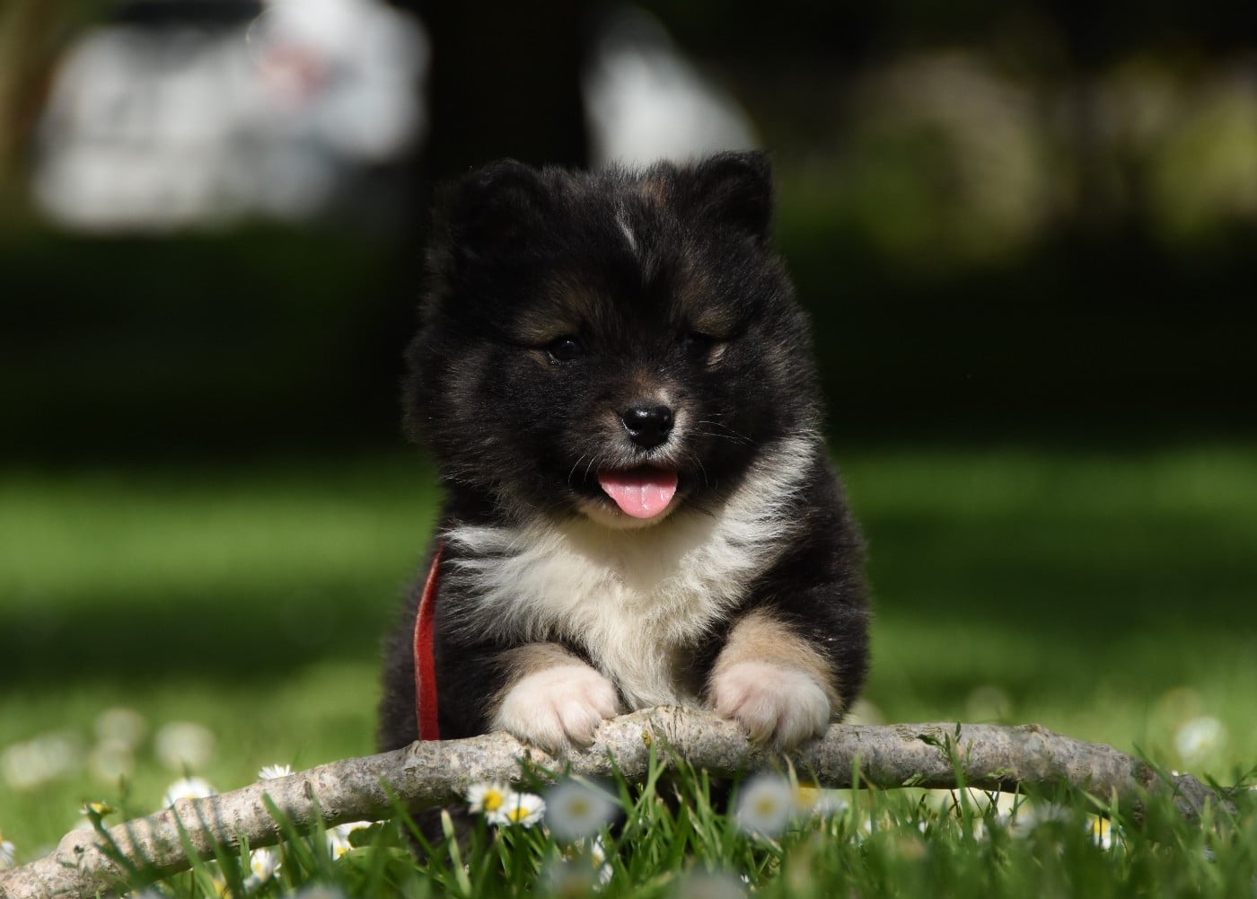 Chien finnois de Laponie - des Collines de Sagne