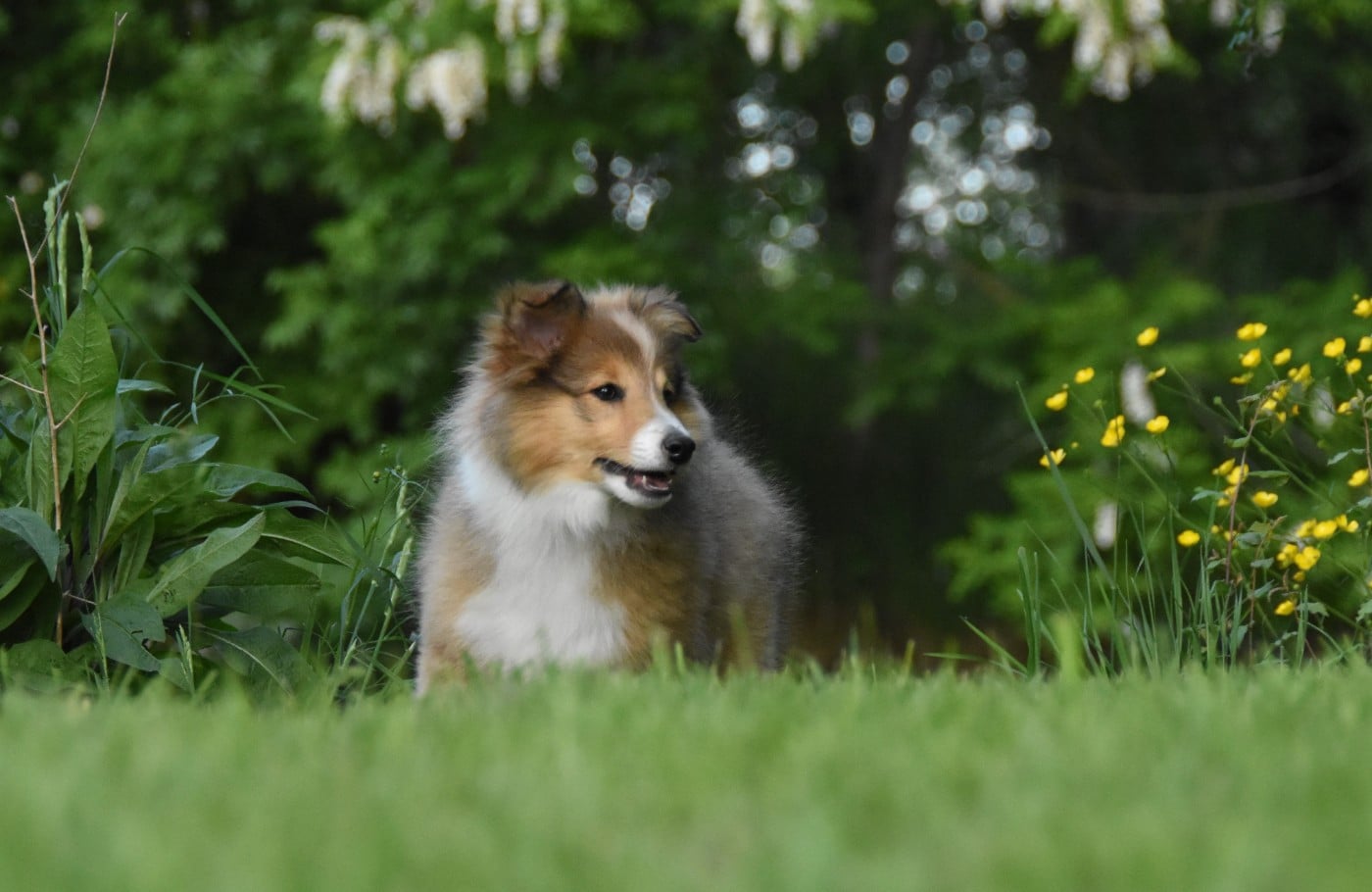Shetland Sheepdog - des Collines de Sagne