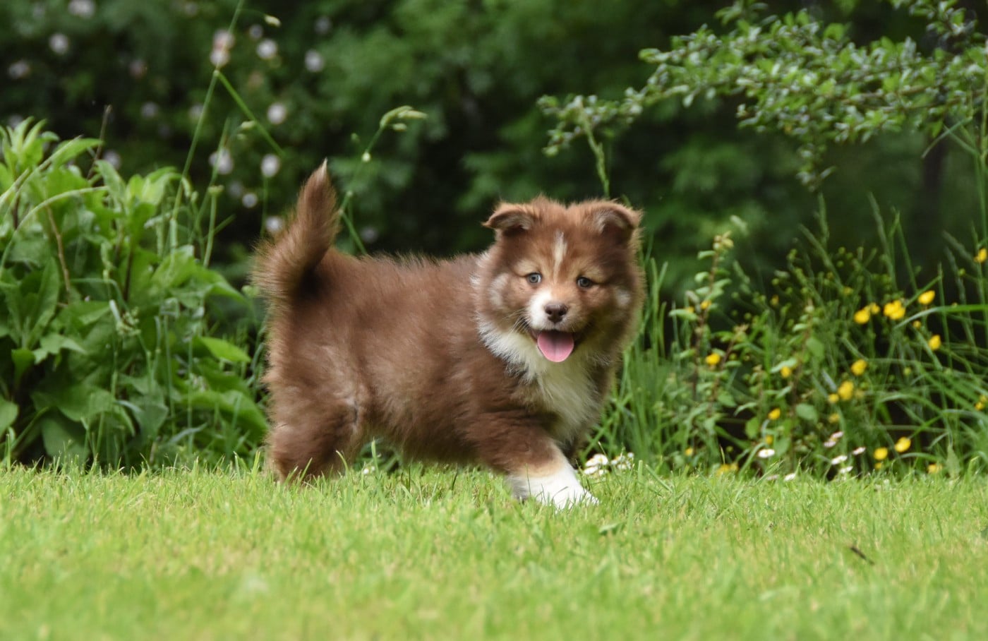 Chiot N°6