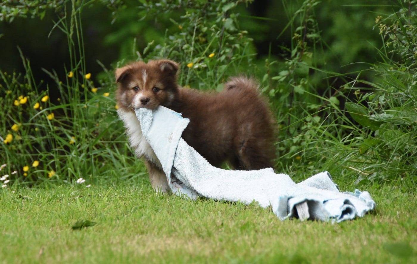 Chiot N°6