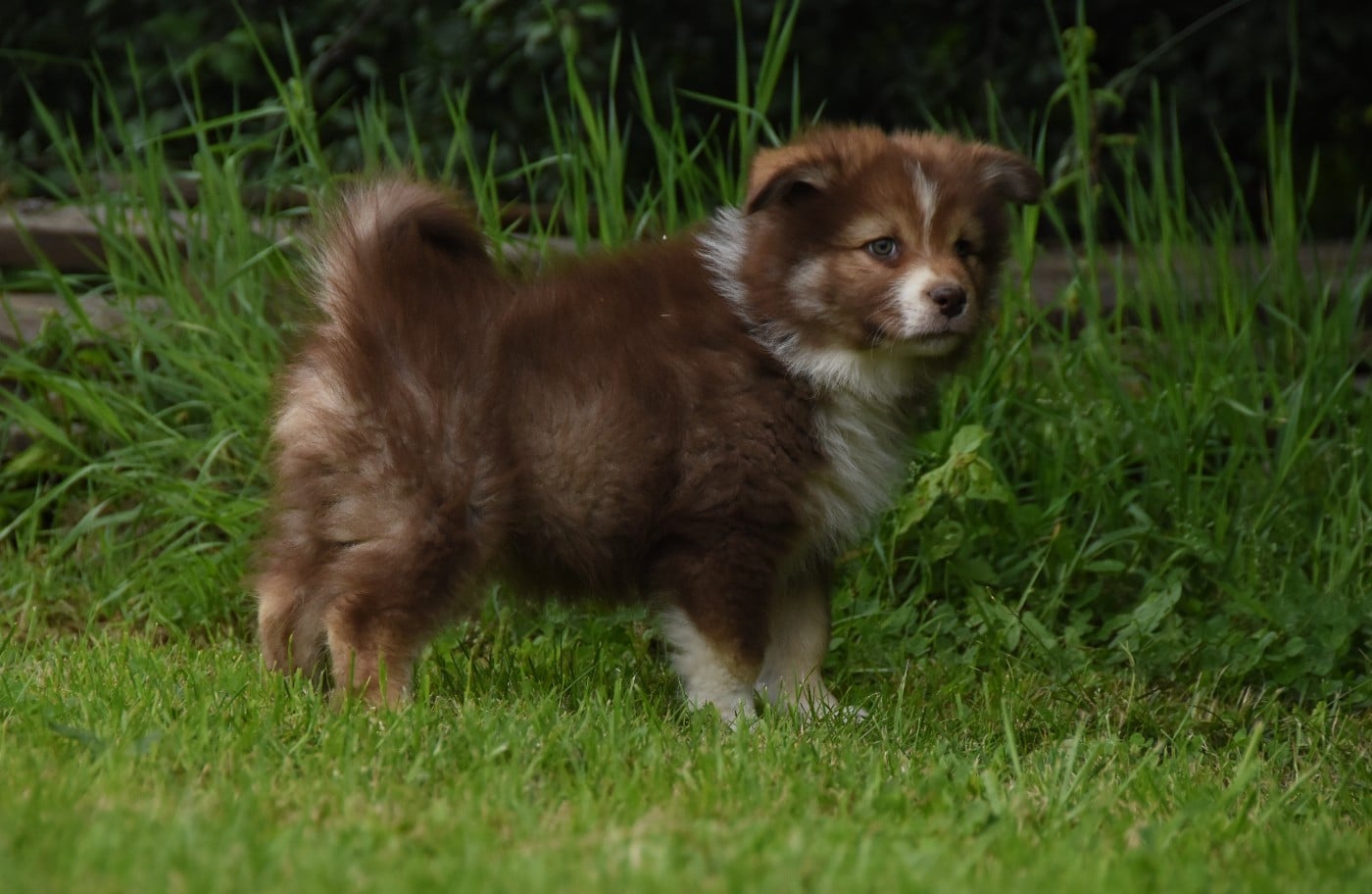 Chiot N°6