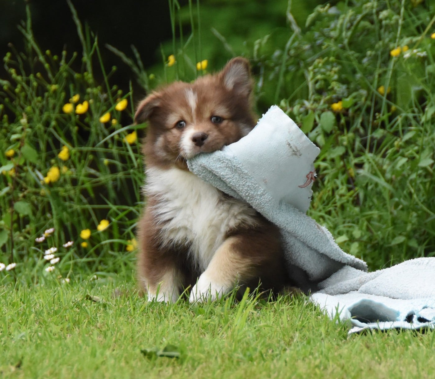 Chiot N°6