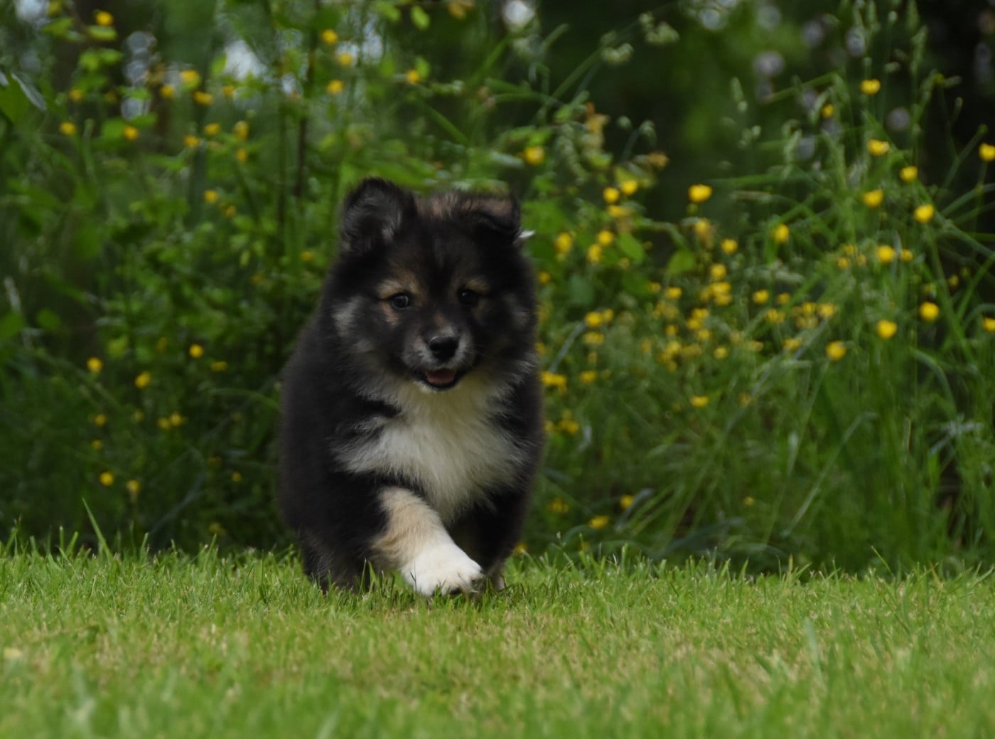 Chiot N°10