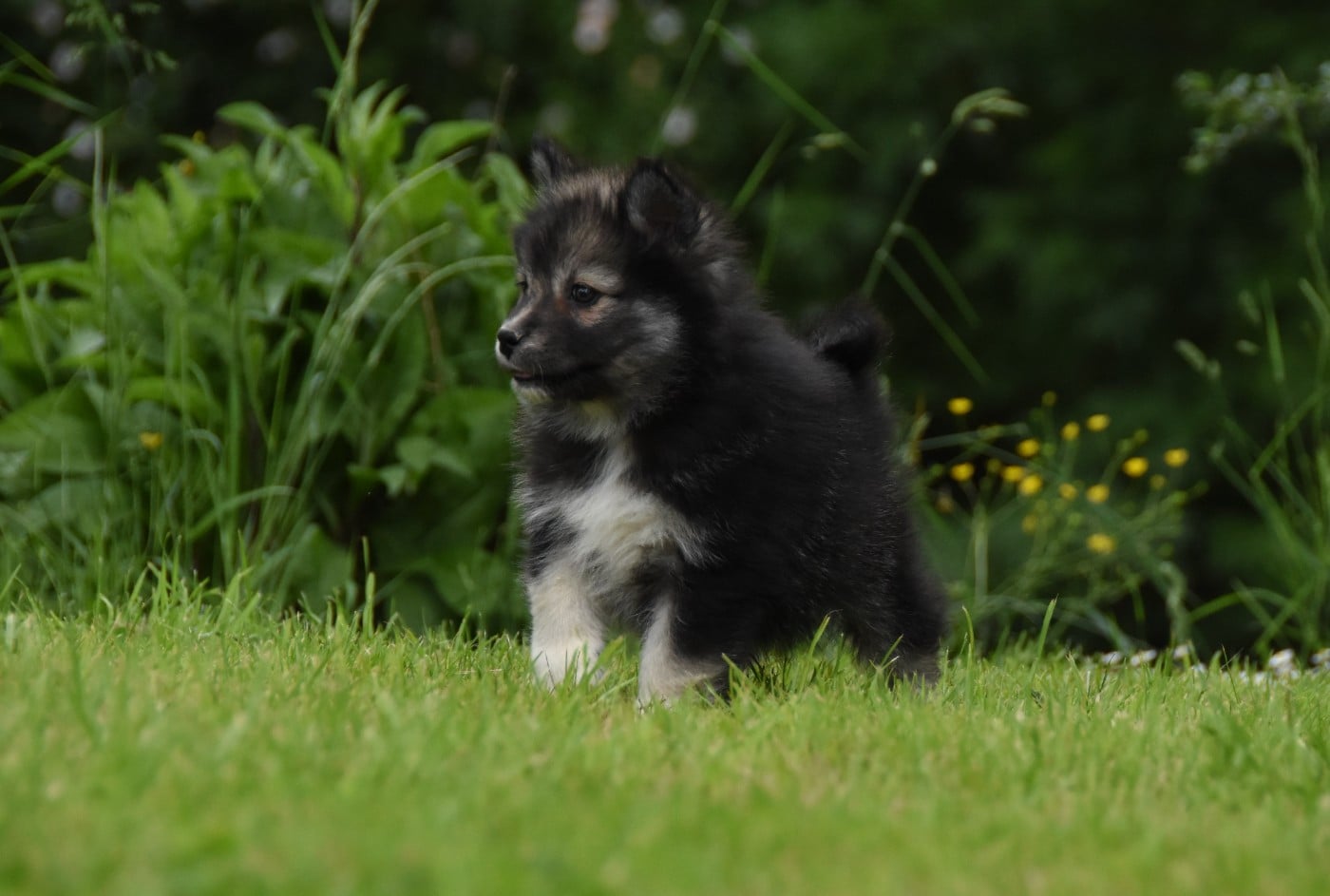 Chiot N°7