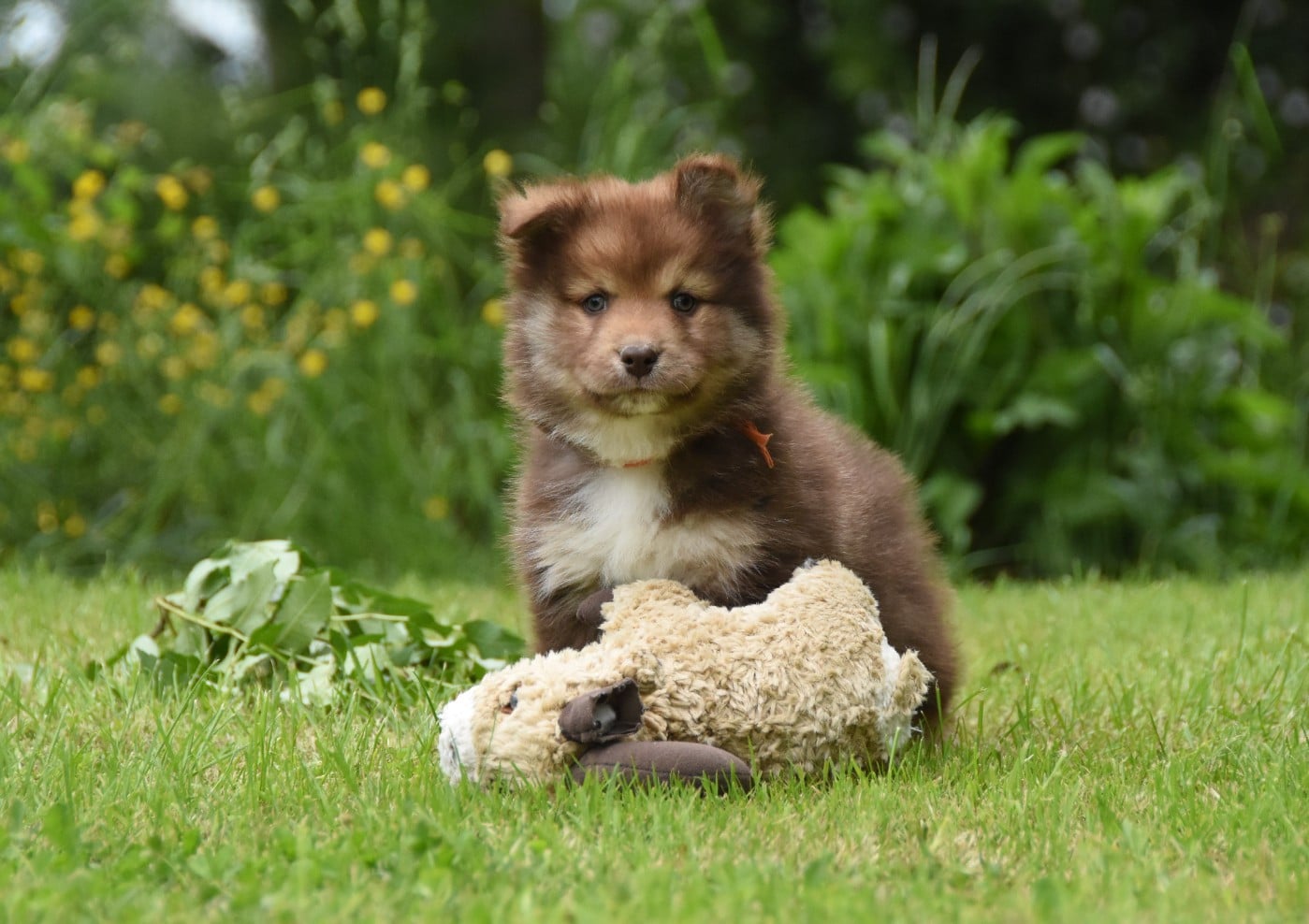 Chiot N°8