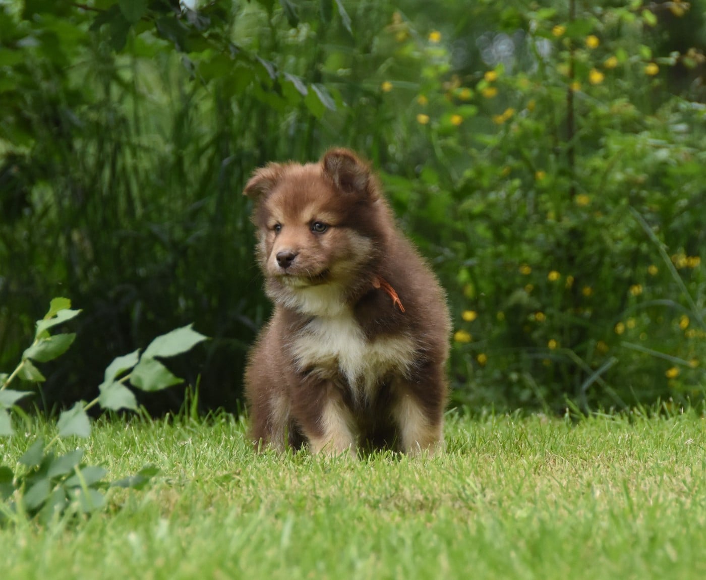 Chiot N°8