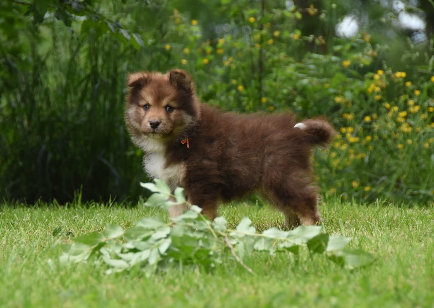 Chiot N°8