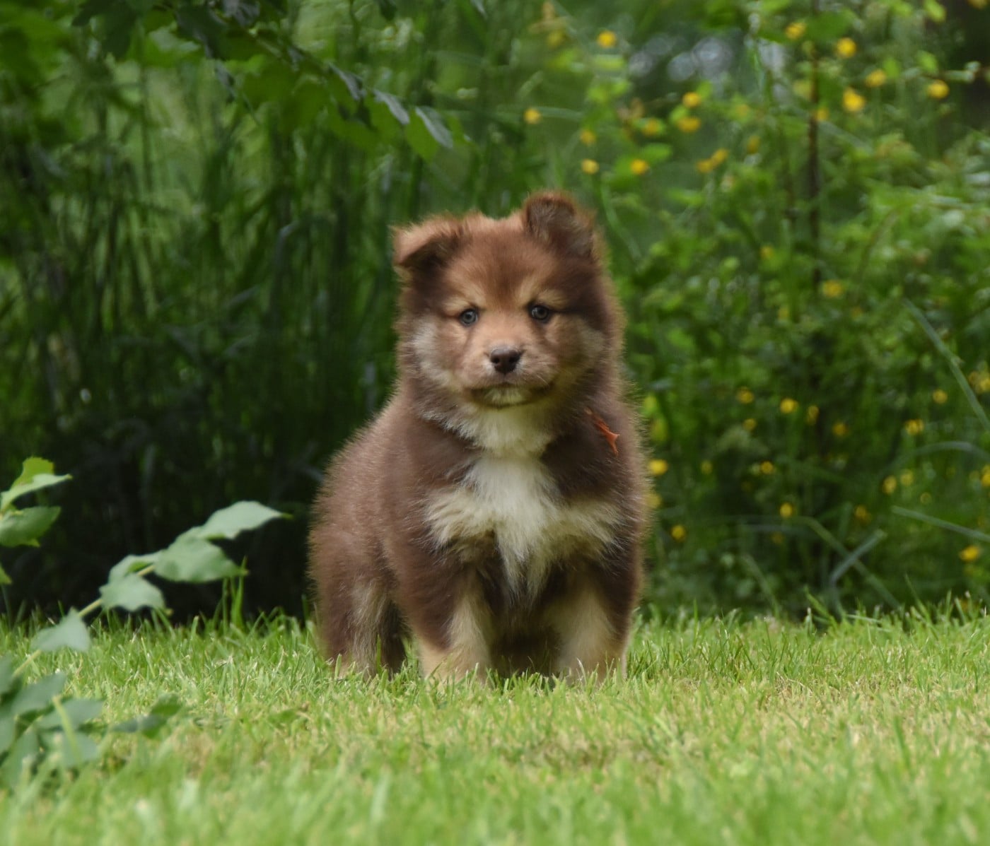 Chiot N°8