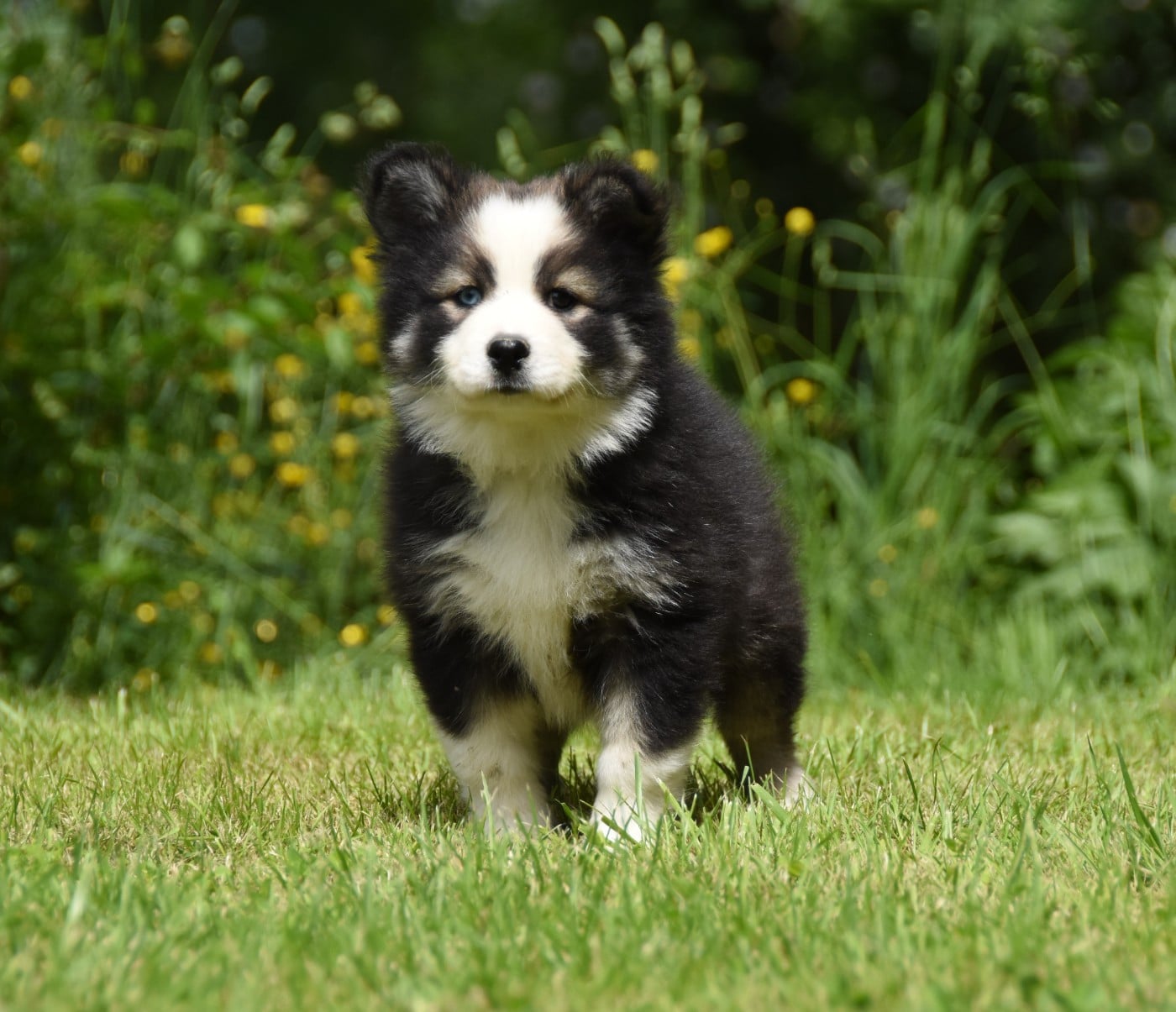 Chiot N°5