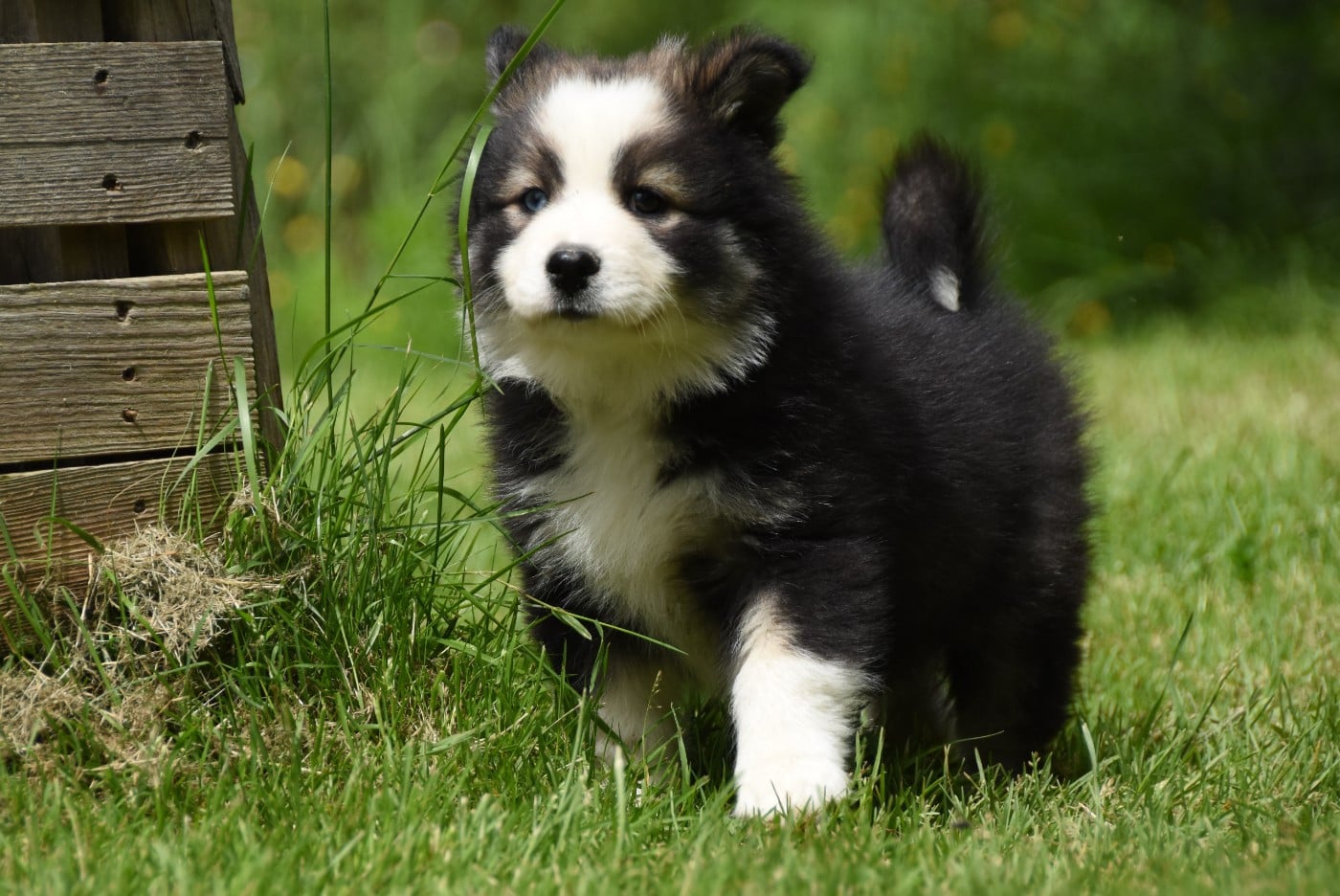 Chiot N°5