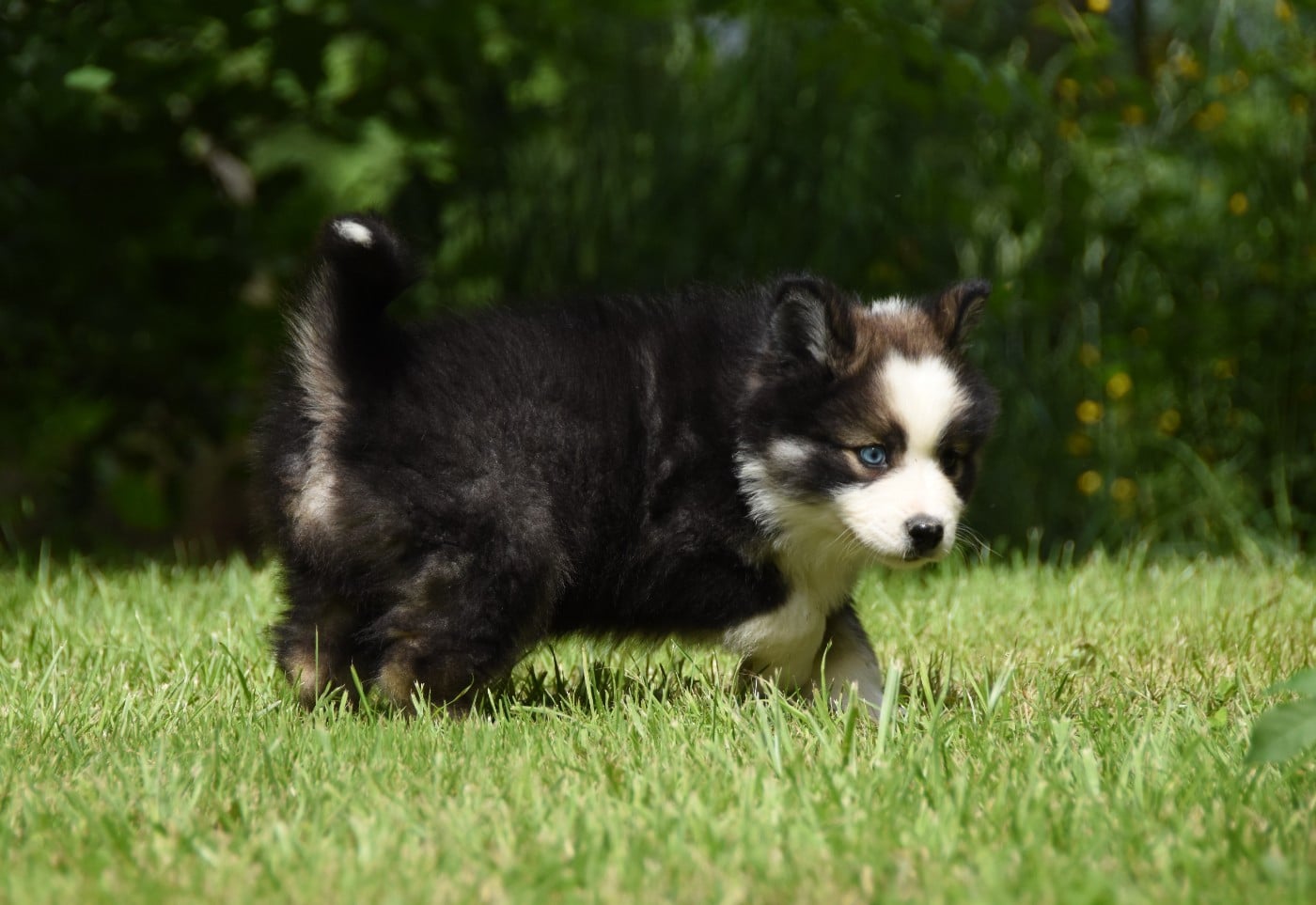 Chiot N°5