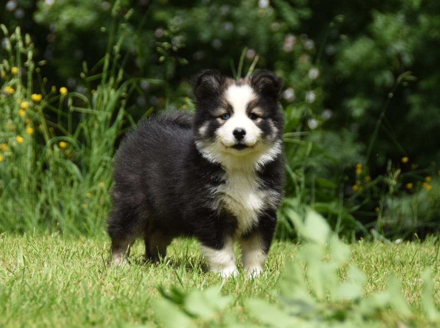 Chiot N°5