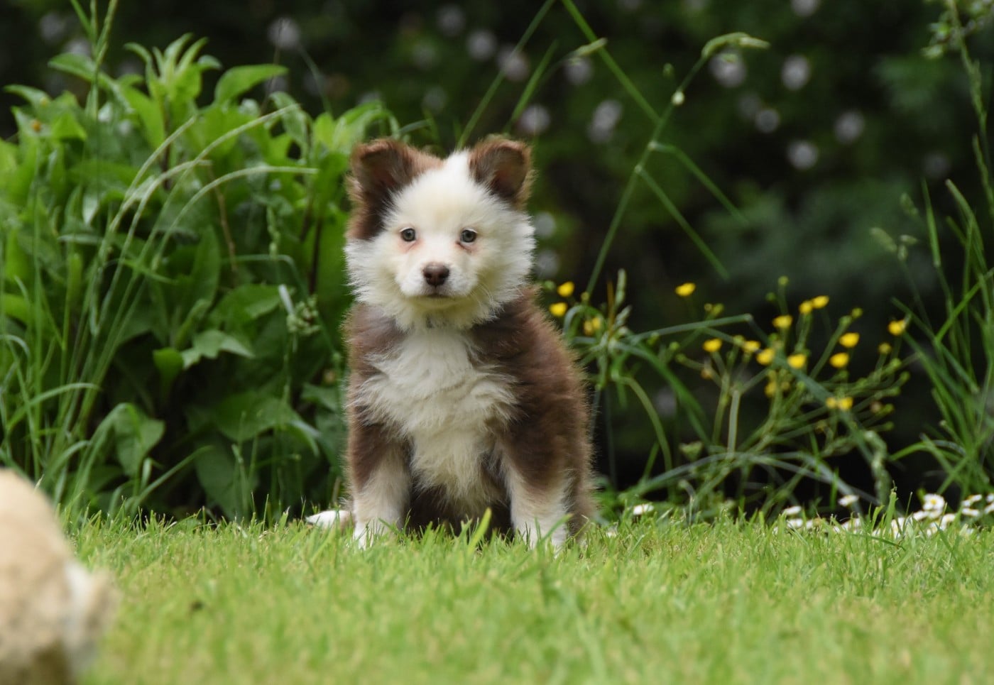 Chiot N°3