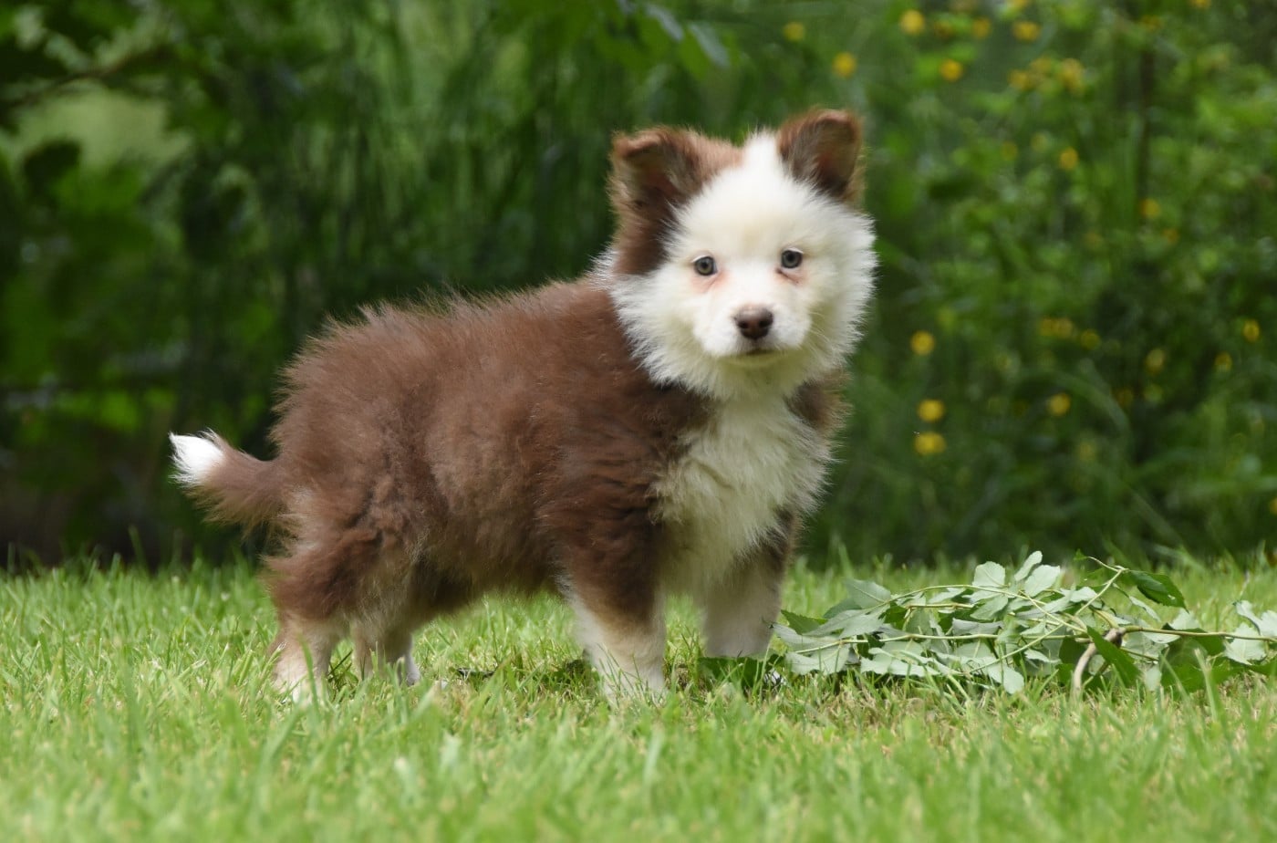 Chiot N°3