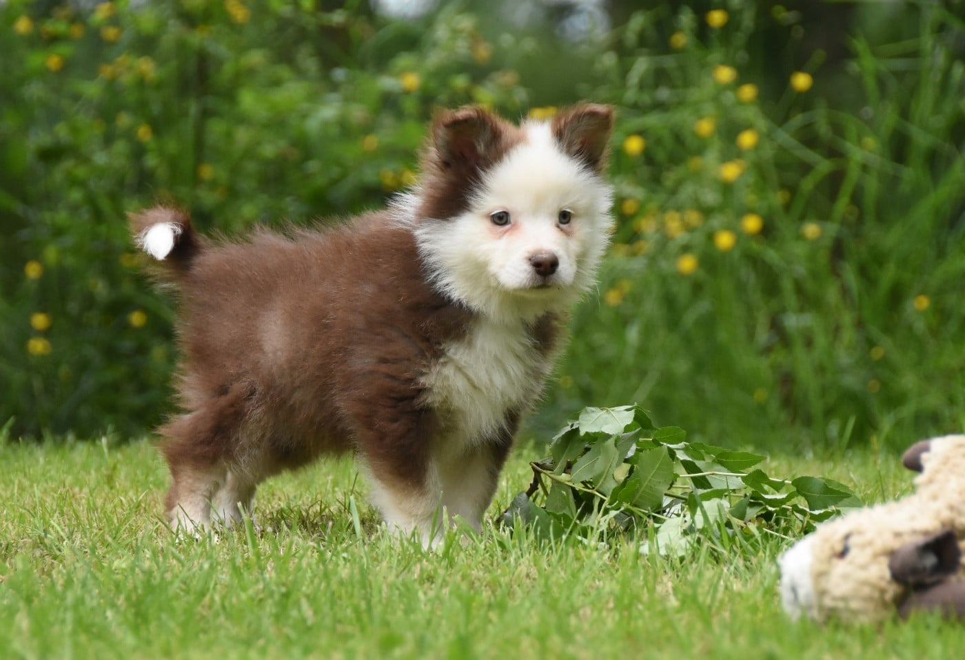 Chiot N°3