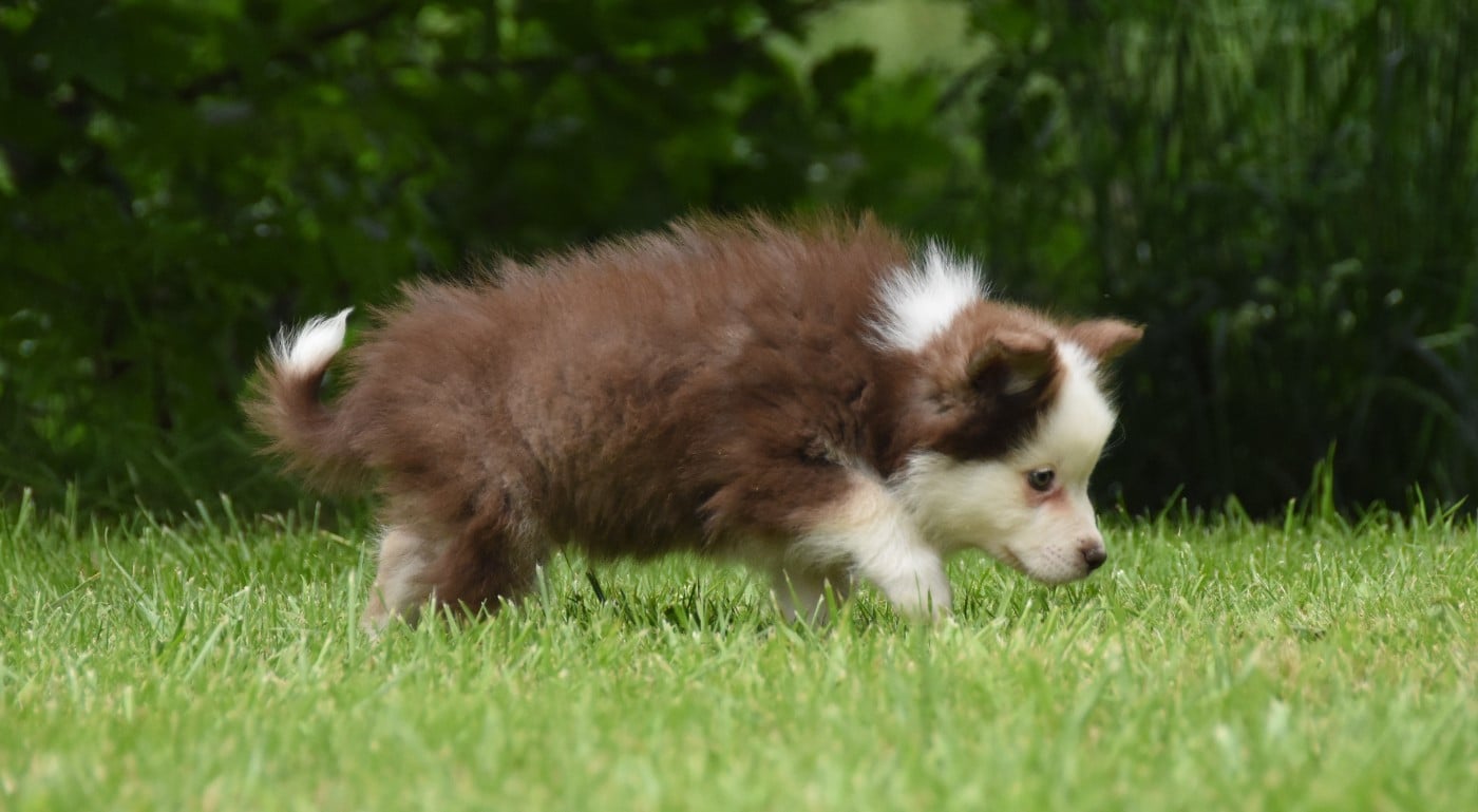 Chiot N°3
