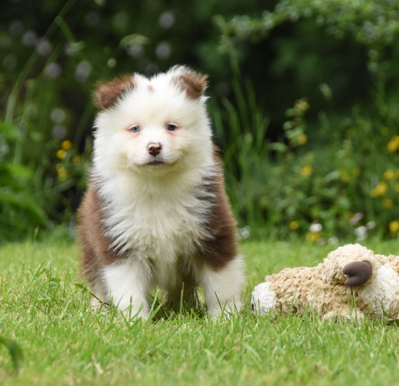 Chiot N°2