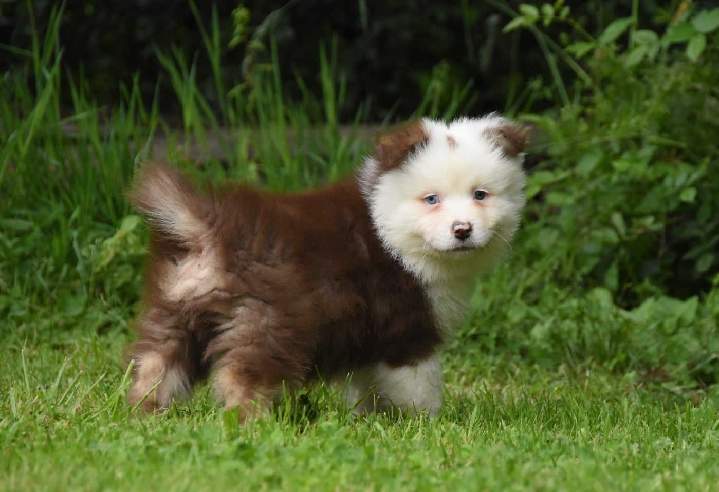Chiot N°2