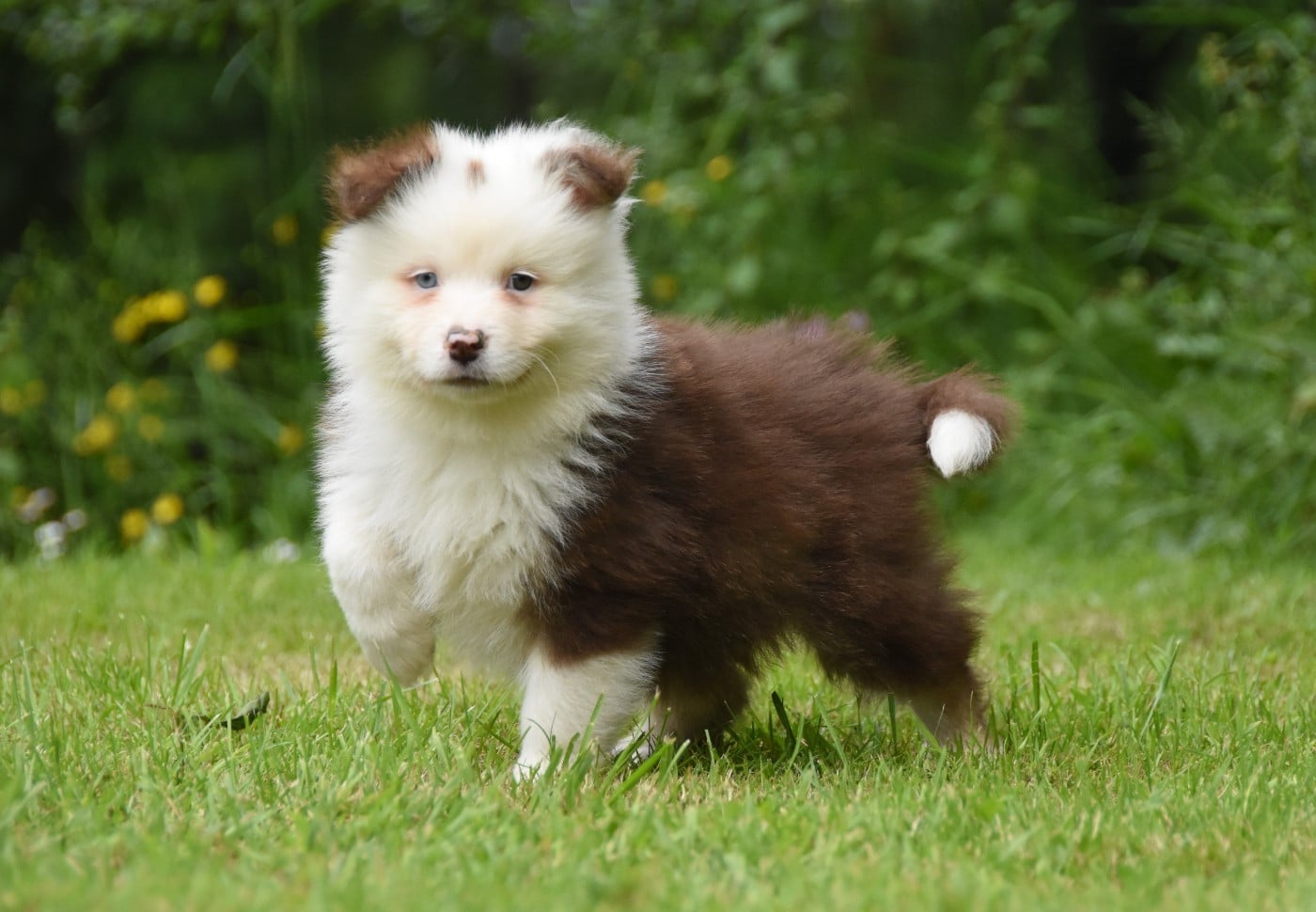 Chiot N°2