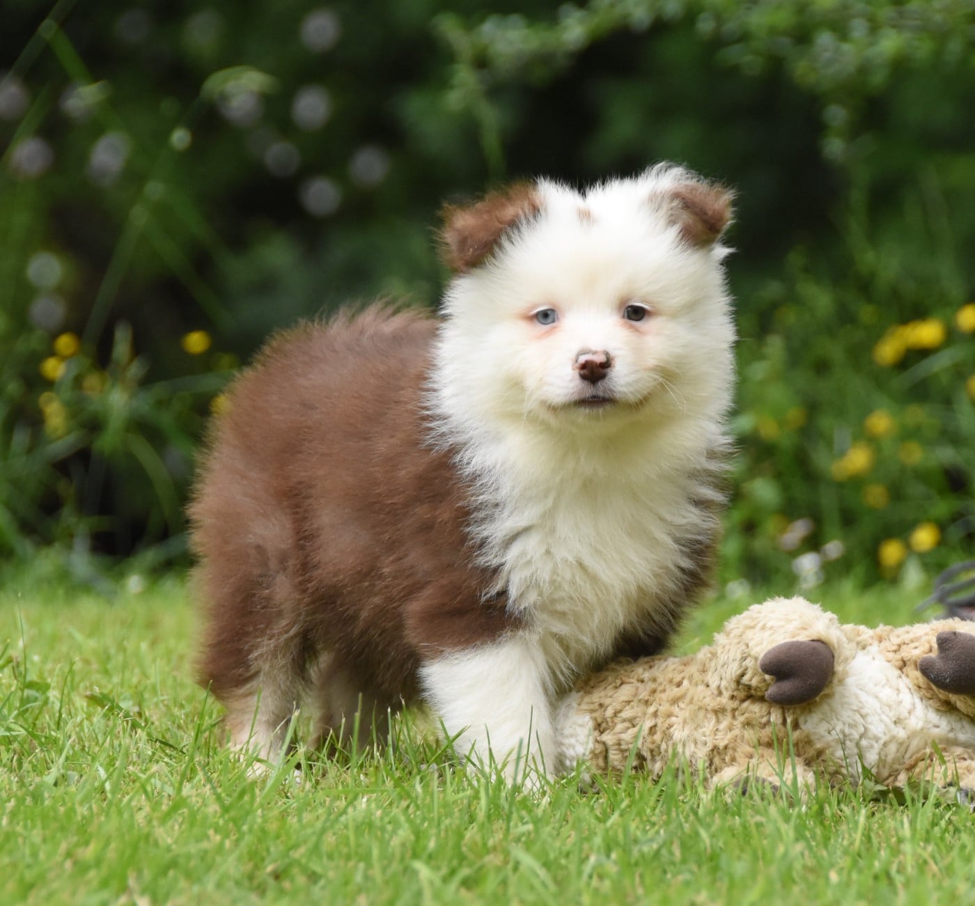 Chiot N°2