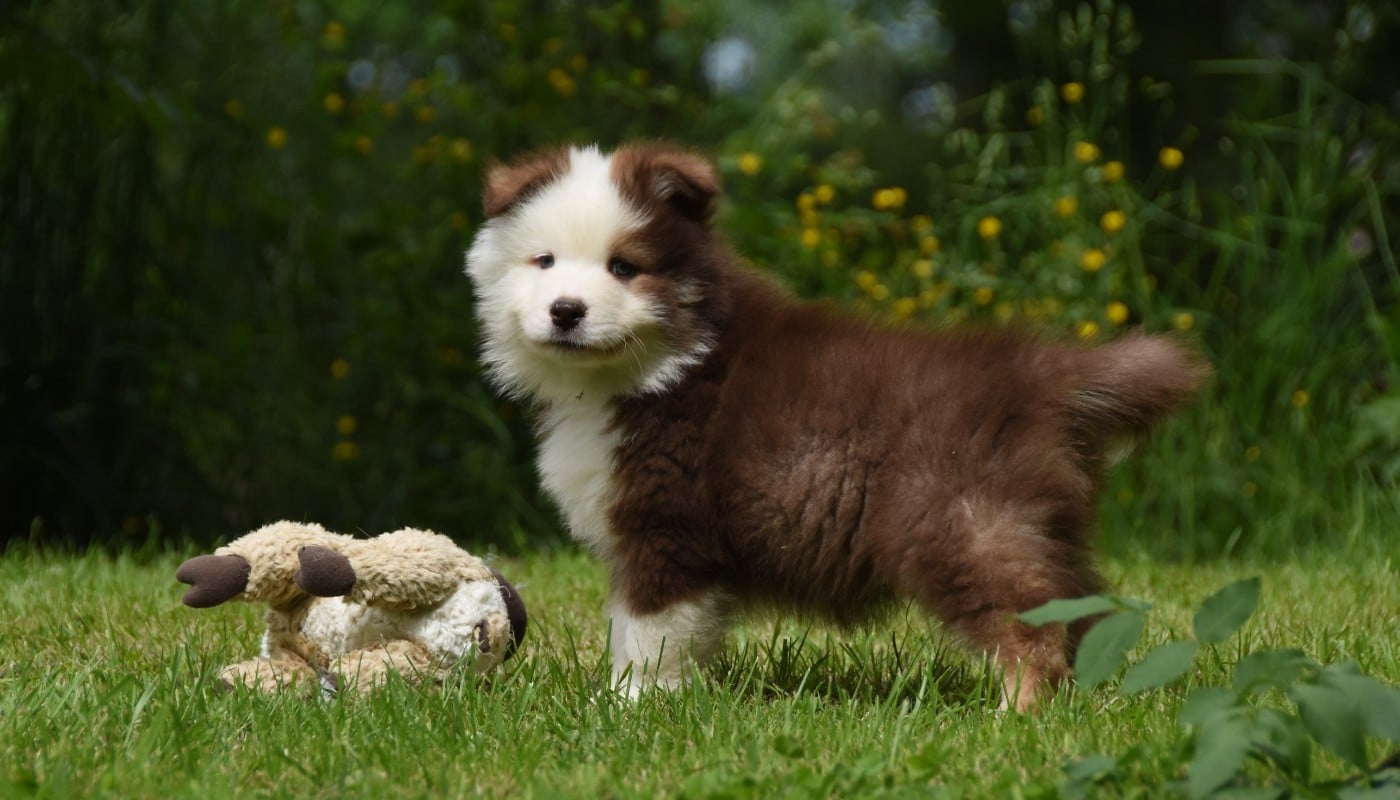 Chiot N°1