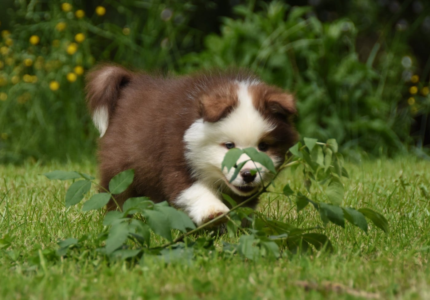 Chiot N°1