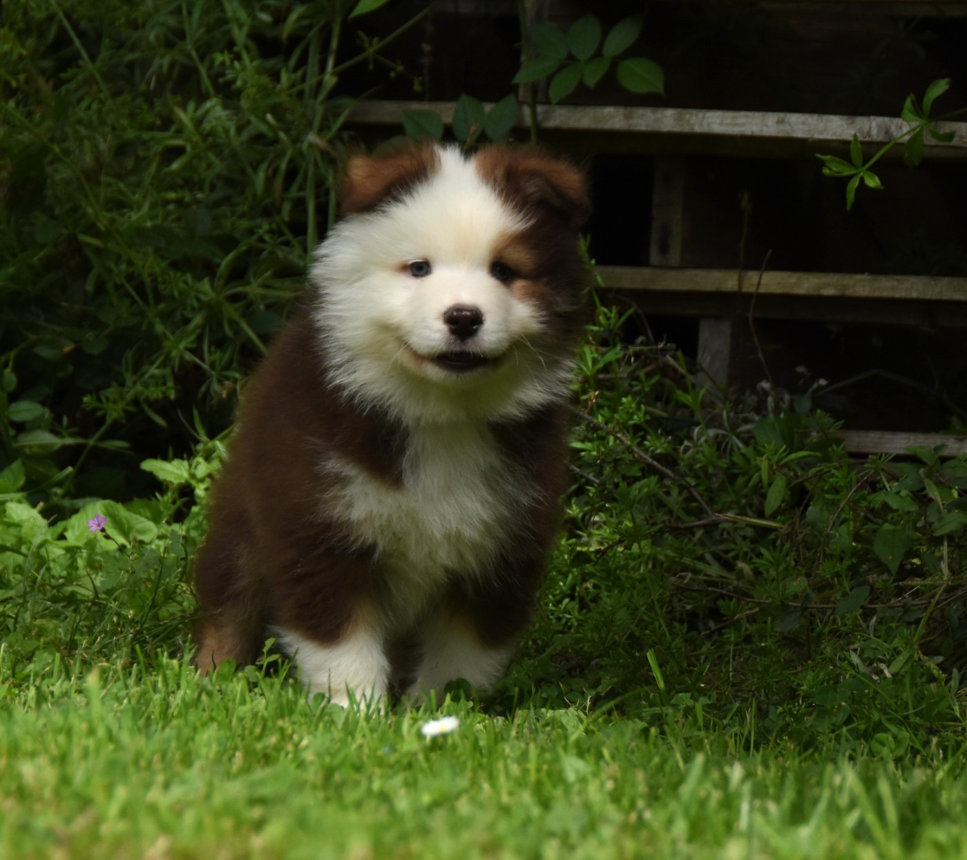 Chiot N°1