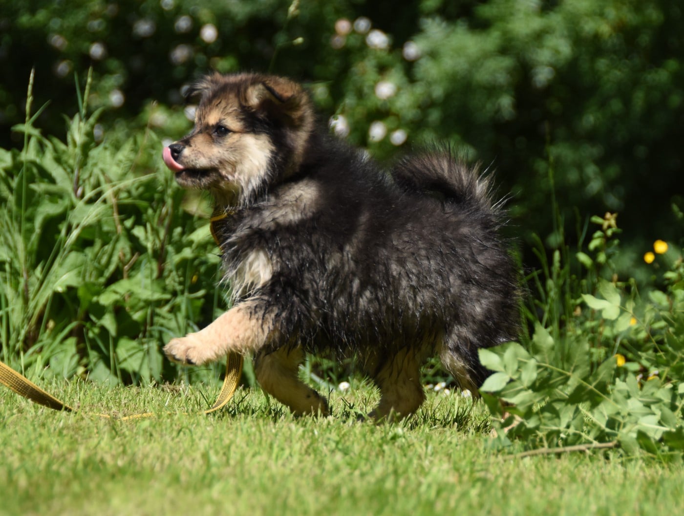 Chien finnois de Laponie - des Collines de Sagne