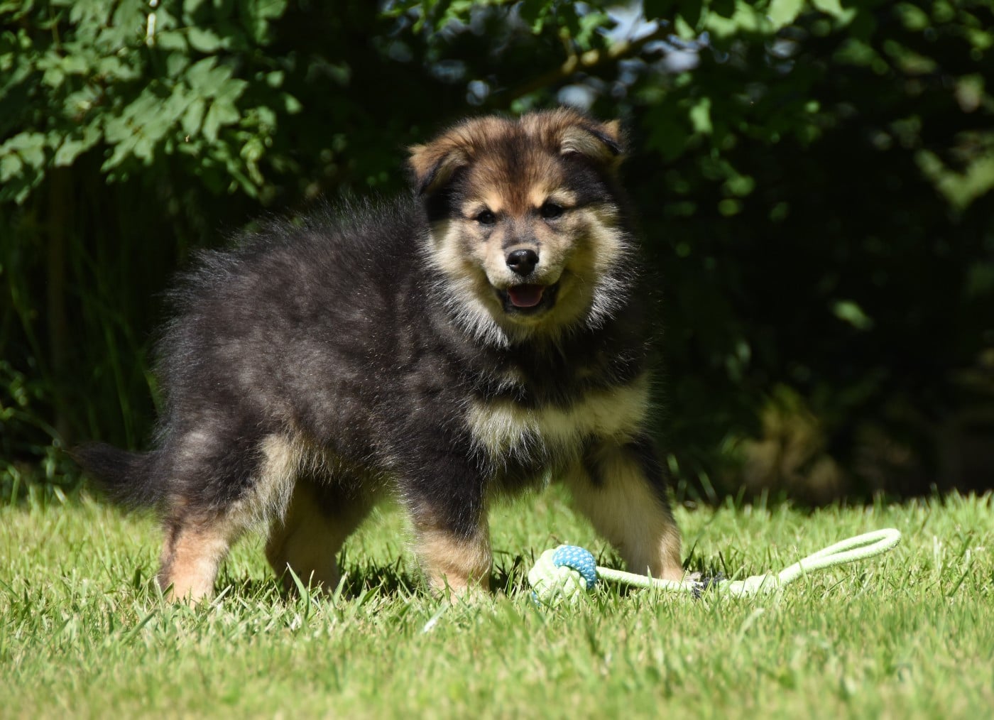 Chiot N°2