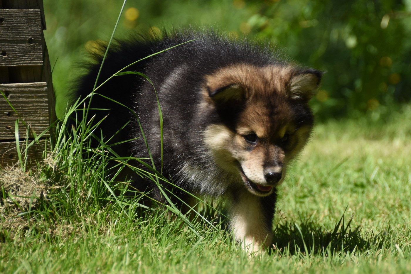 Chiot N°2
