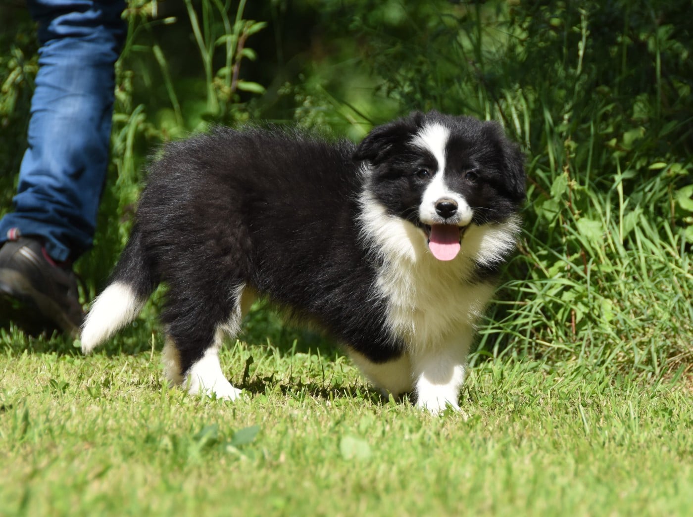 Chiot N°5