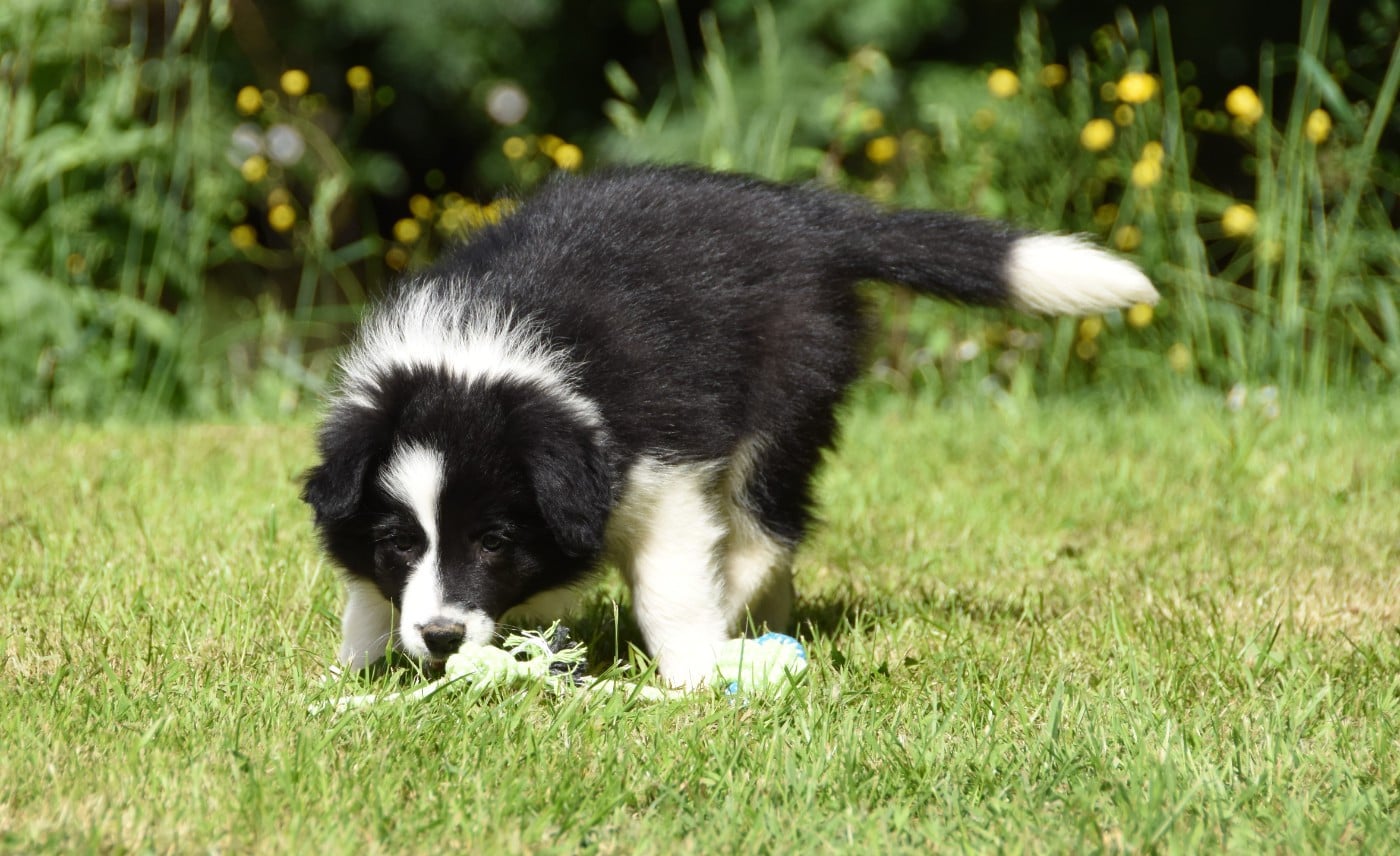 Chiot N°5