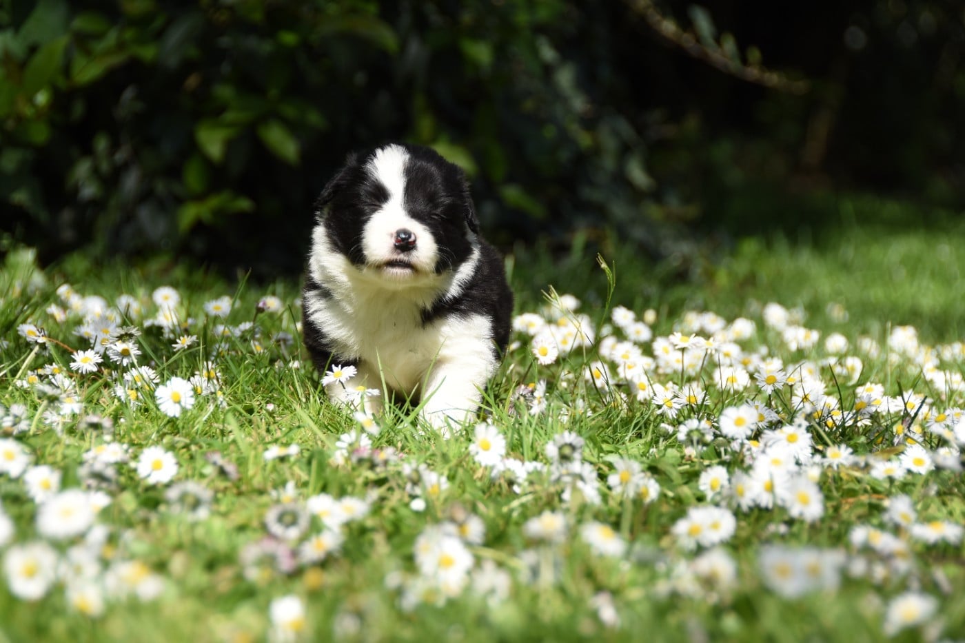 Chiot N°5