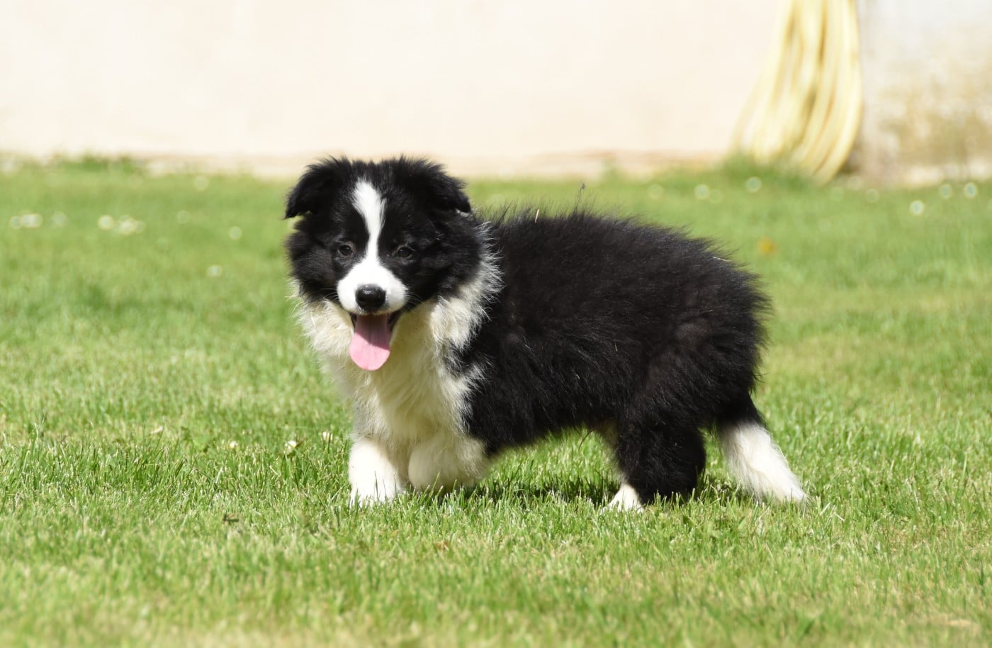 Chiot N°2