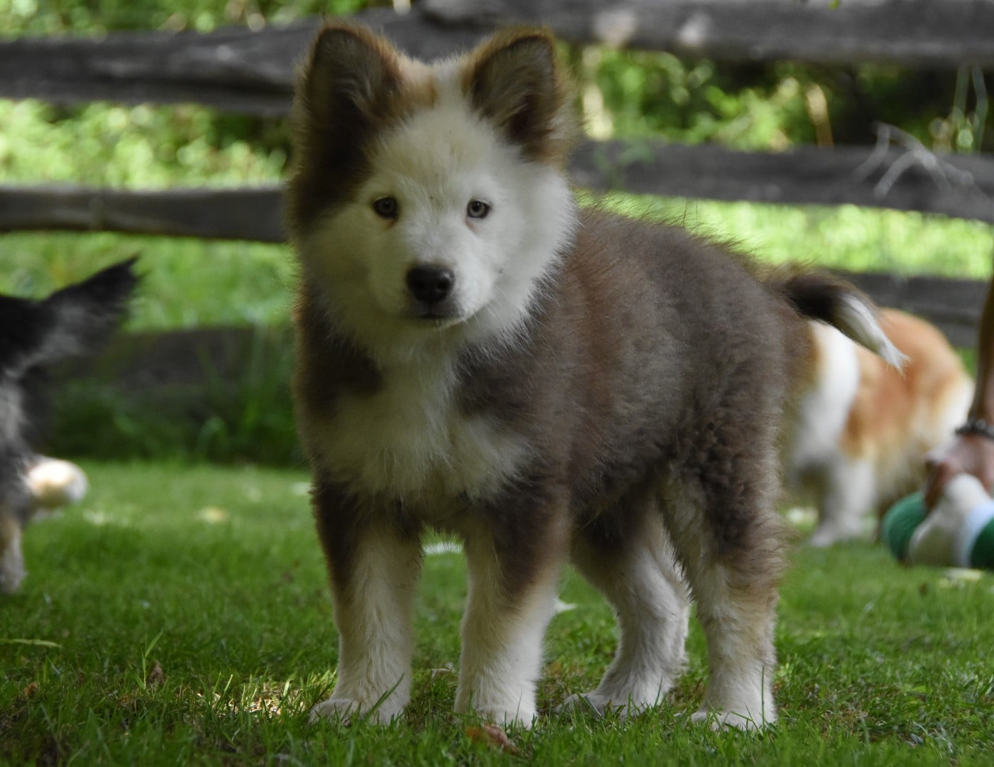 Chiot N°3