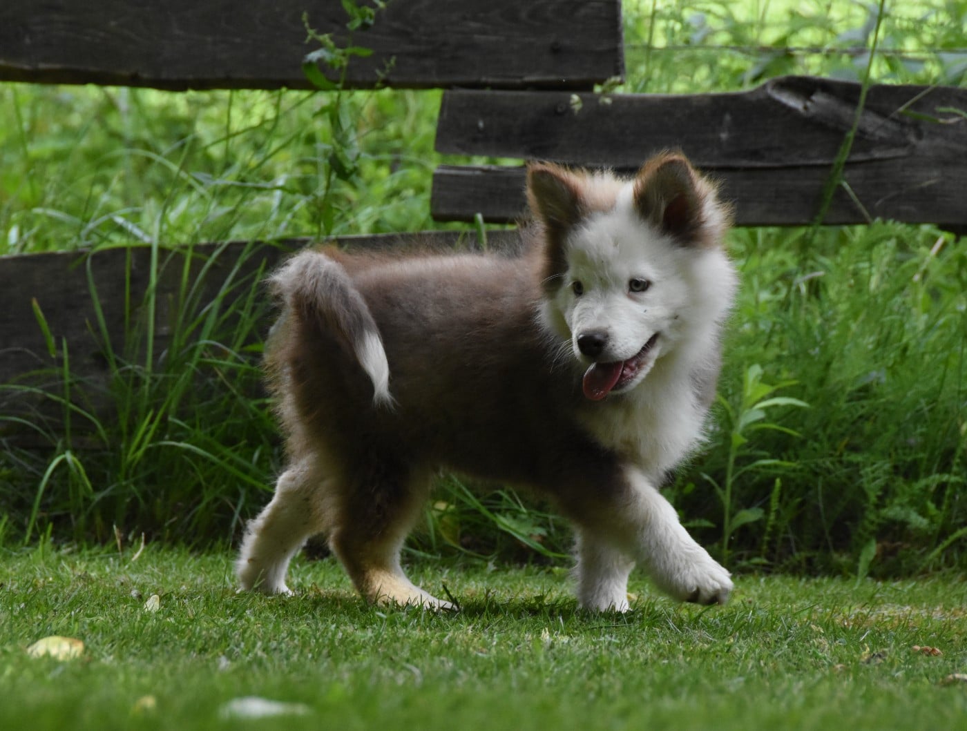 Chiot N°3