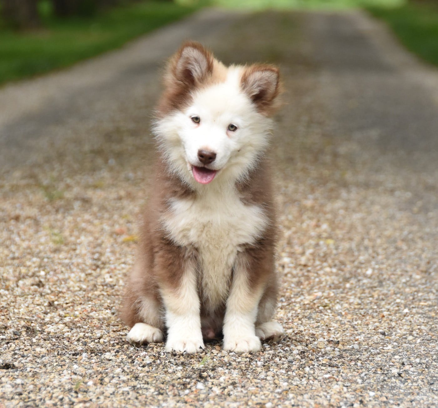 Chiot N°3
