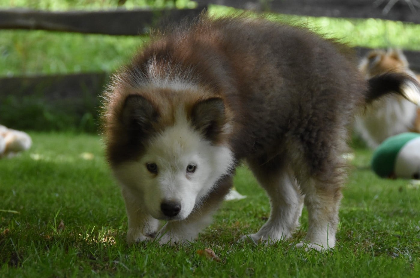 Chiot N°3