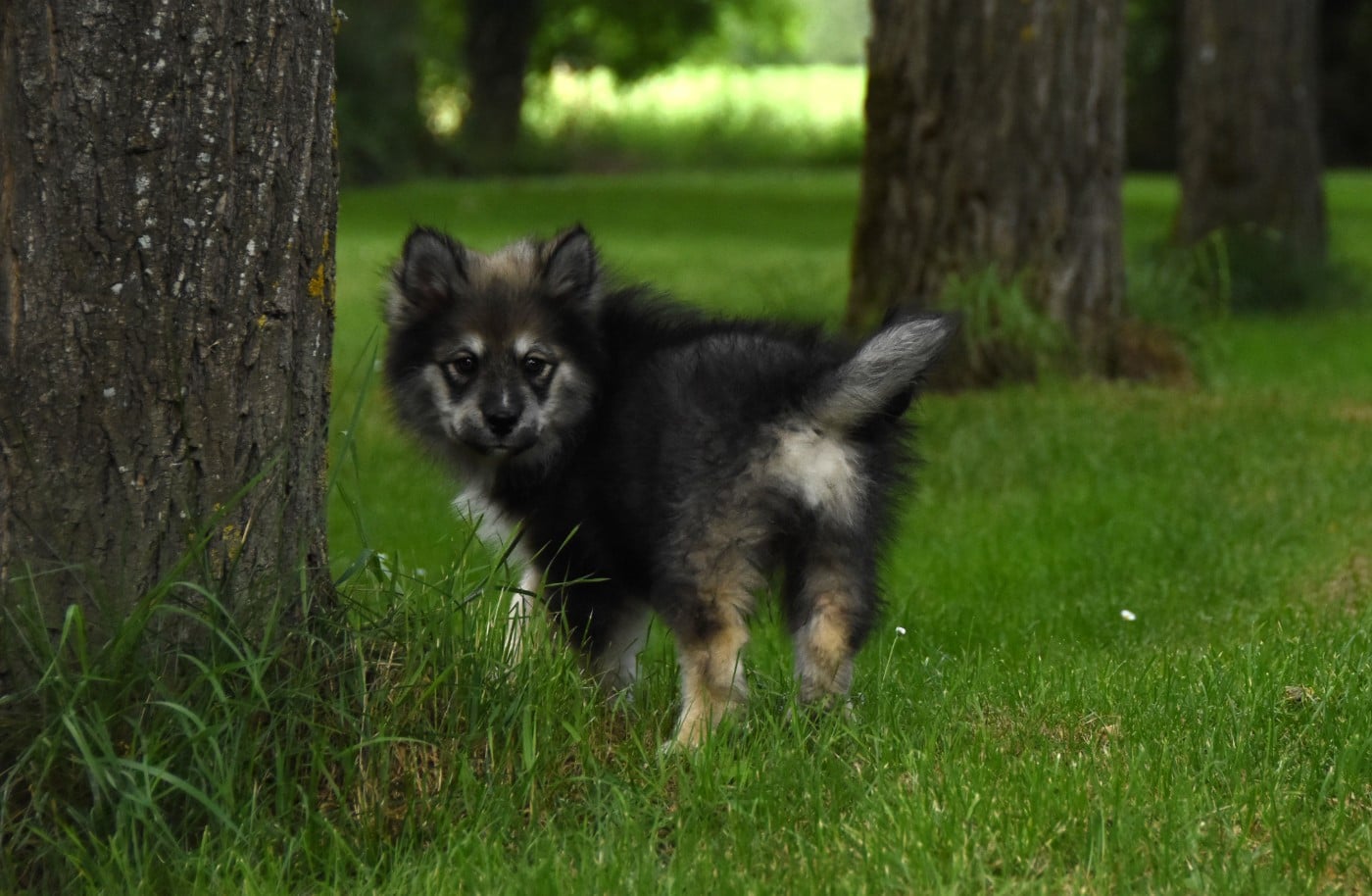 Chiot N°7