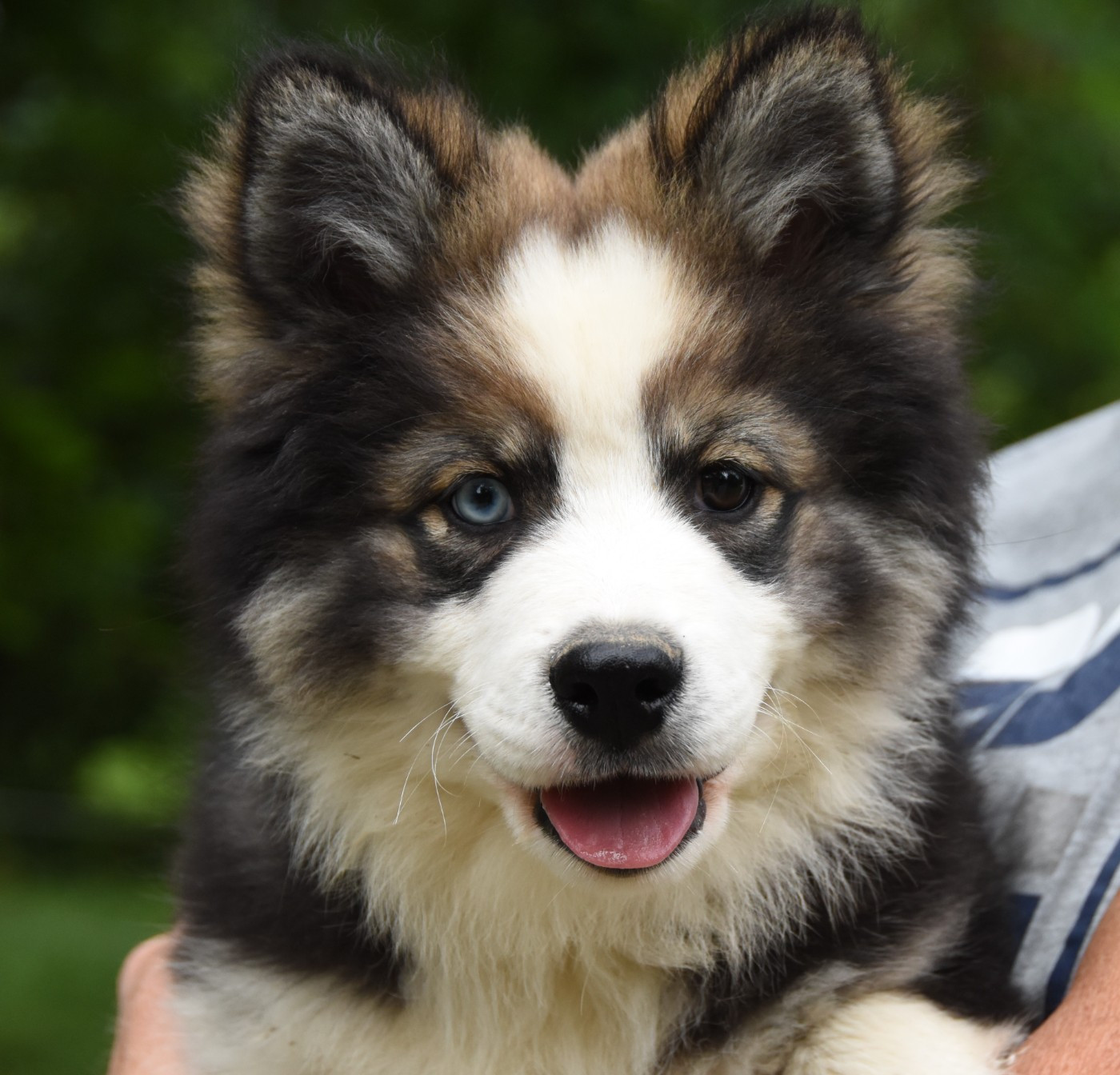 Chiot N°5