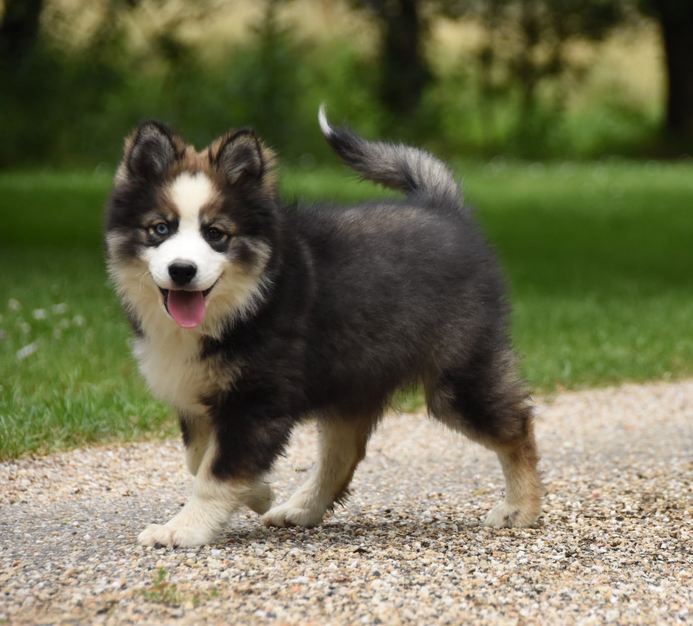 Chiot N°5