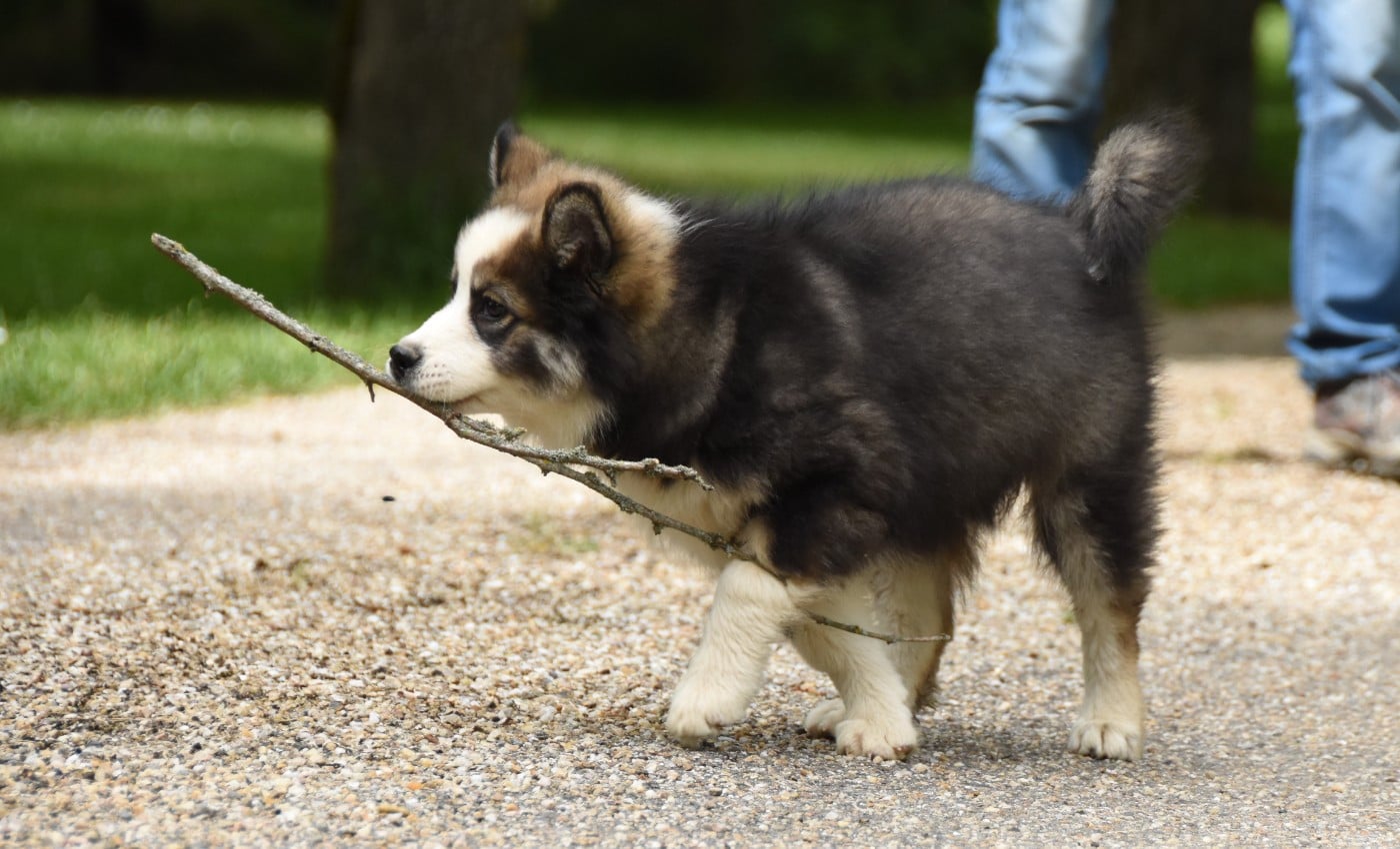Chiot N°5
