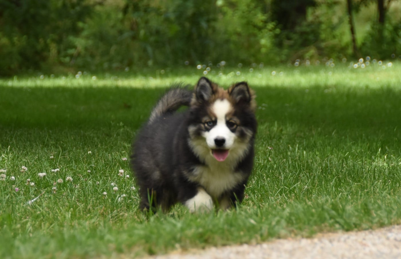 Chiot N°5