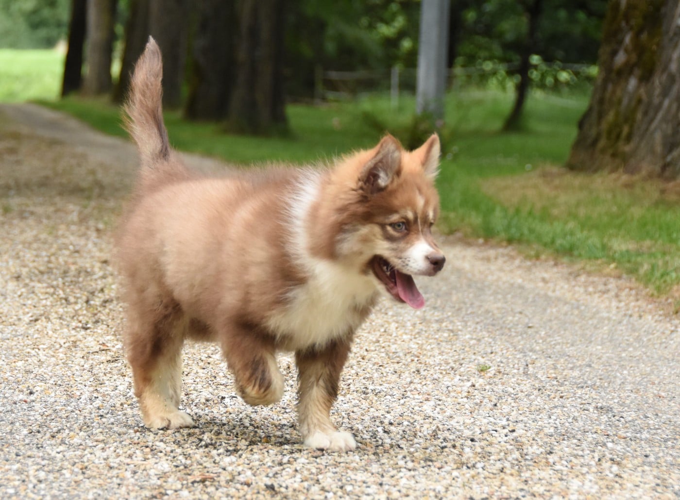 Chiot N°6