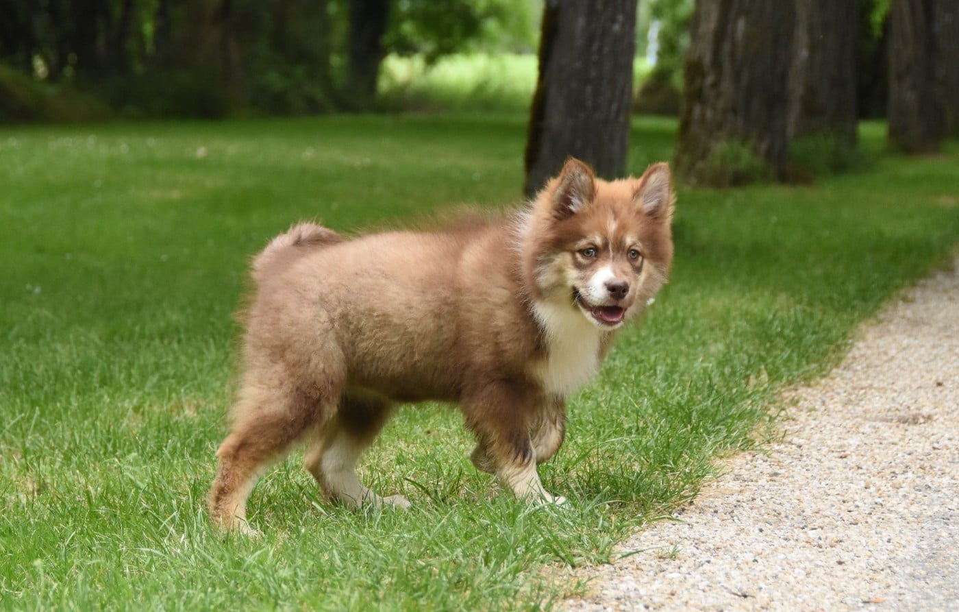 Chiot N°6