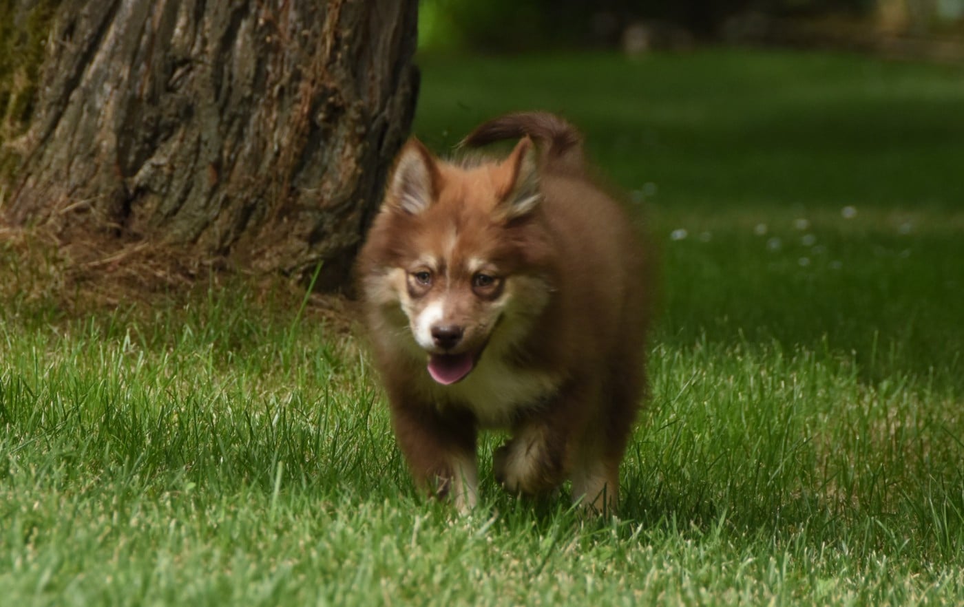 Chiot N°6